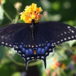 black butterfly spiritual meaning