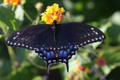 black butterfly spiritual meaning
