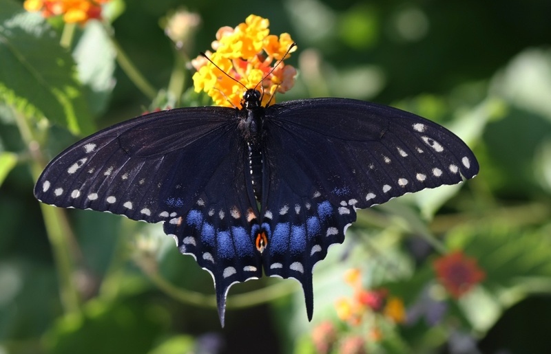 black butterfly spiritual meaning